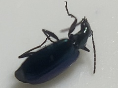 Lebia