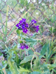 Anchusa officinalis