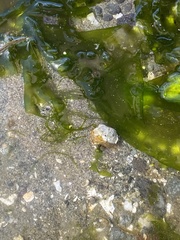 Pagurus granosimanus