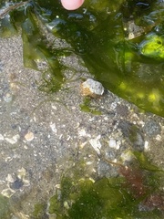 Pagurus granosimanus