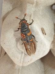 Nicrophorus sayi