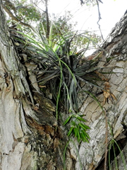 Tillandsia pohliana