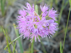 Allium columbianum