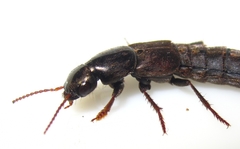 Pseudocypus