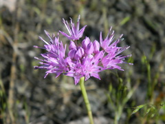 Allium columbianum