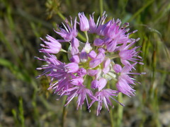 Allium columbianum