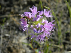 Allium columbianum