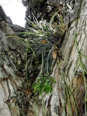 Tillandsia pohliana
