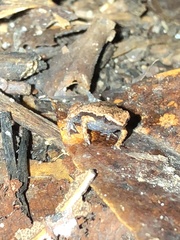 Sechellophryne gardineri