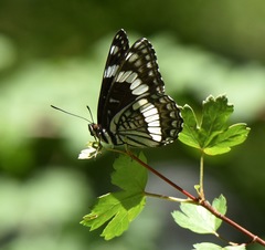 Limenitis weidemeyerii nevadae