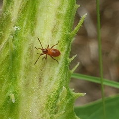 Oncopeltus fasciatus