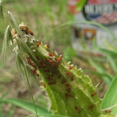 Oncopeltus fasciatus