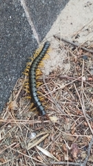 Scolopendra cingulata