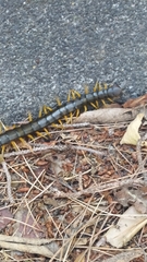 Scolopendra cingulata