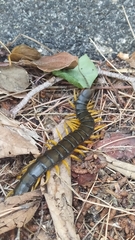 Scolopendra cingulata