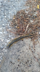 Scolopendra cingulata