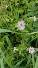 Geranium versicolor