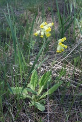 Primula veris