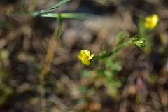 Linum nodiflorum