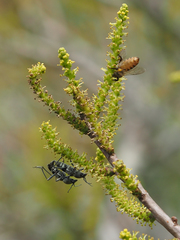 Chlorophorus reductus
