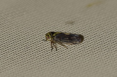 Oncopsis flavicollis