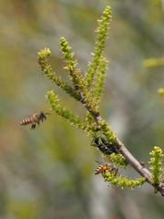 Chlorophorus reductus