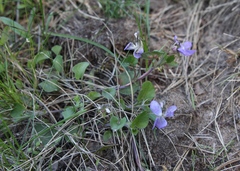 Viola rupestris