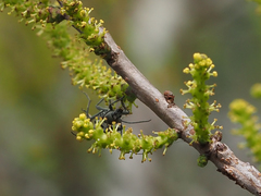 Chlorophorus reductus