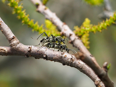 Chlorophorus reductus