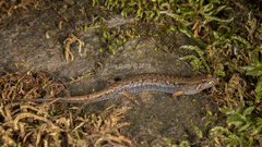 Desmognathus wrighti