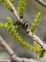 Chlorophorus reductus