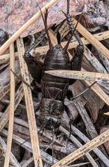 Gryllus saxatilis