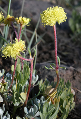 Eriogonum douglasii