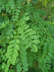 Robinia pseudoacacia