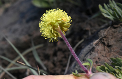 Eriogonum douglasii