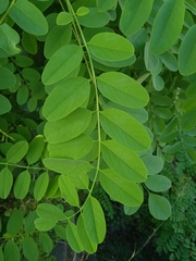 Robinia pseudoacacia