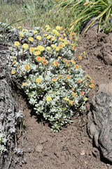 Eriogonum douglasii