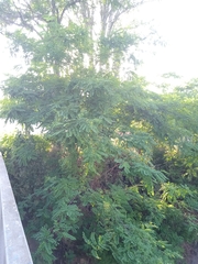 Robinia pseudoacacia