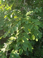 Robinia pseudoacacia