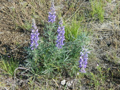 Lupinus sericeus