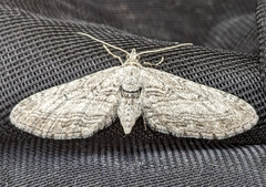 Eupithecia behrensata