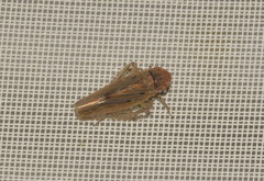 Psammotettix confinis