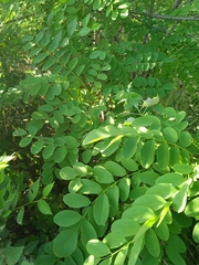 Robinia pseudoacacia