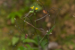 Pseudogagrella splendens