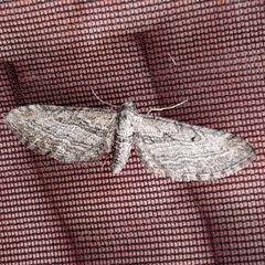 Eupithecia behrensata