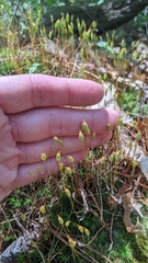 Polytrichastrum ohioense
