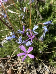 Phlox douglasii