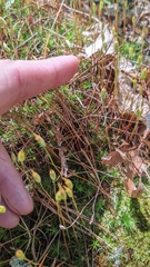 Polytrichastrum ohioense