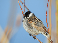 Emberiza schoeniclus