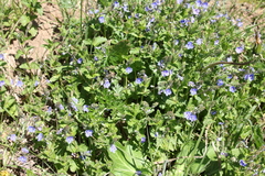 Veronica chamaedrys